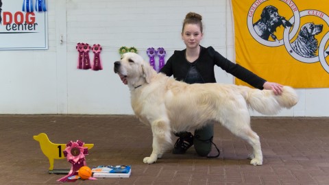 Junior Handler 11 17 jaar Custom 2