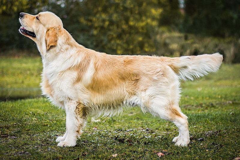 Golden Gentleman v.d. Tender Bende staand